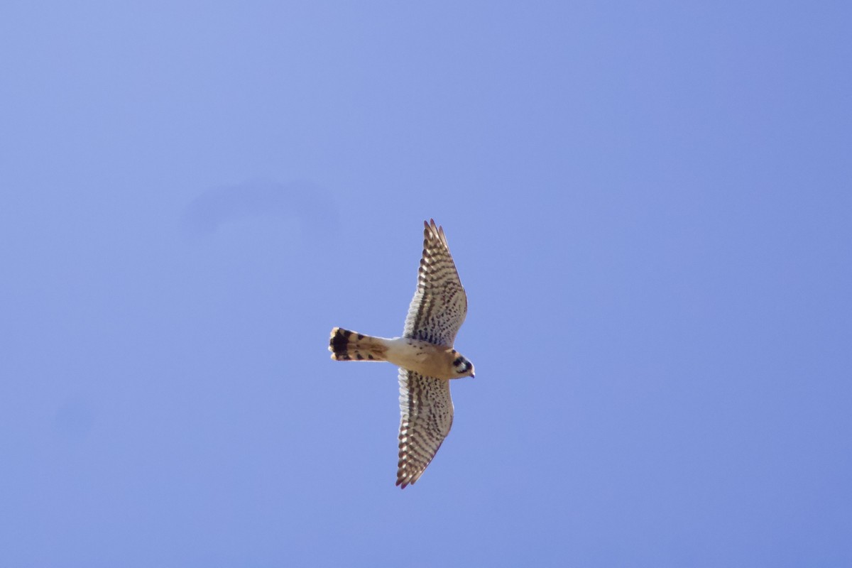 Ala Kerkenez - ML644737017