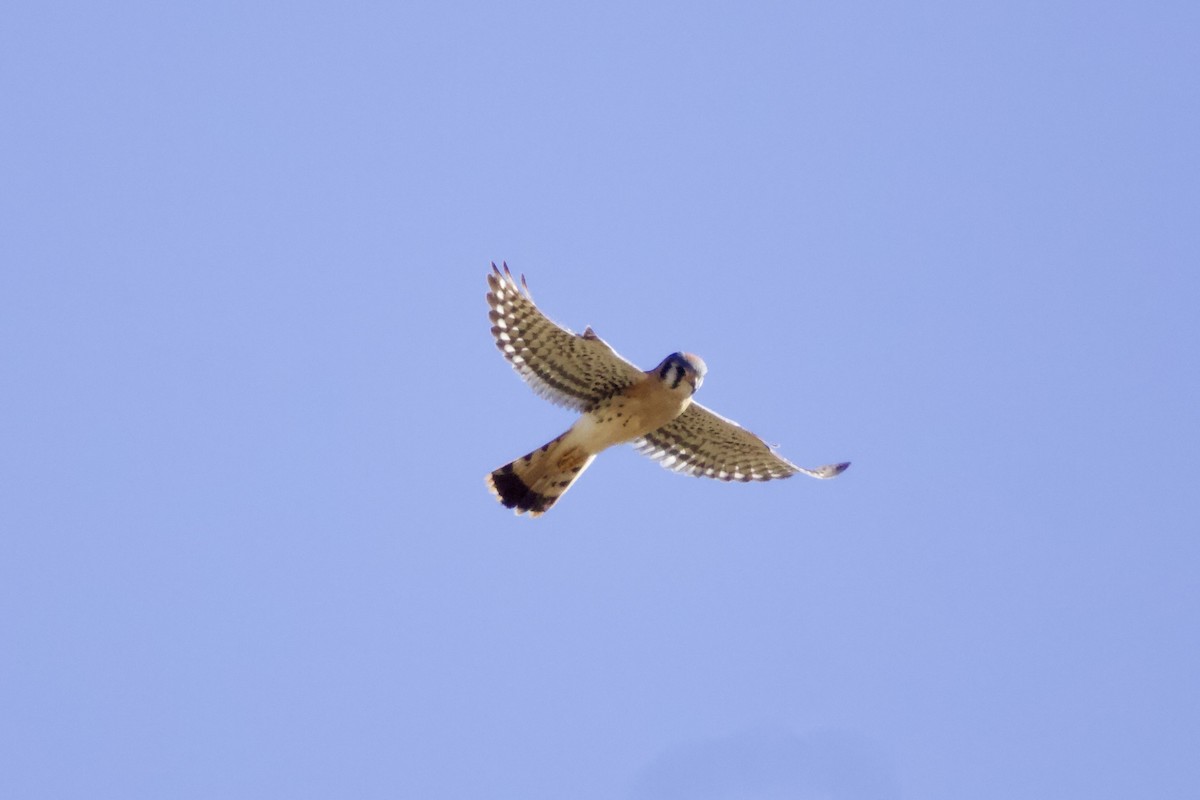 Ala Kerkenez - ML644737018