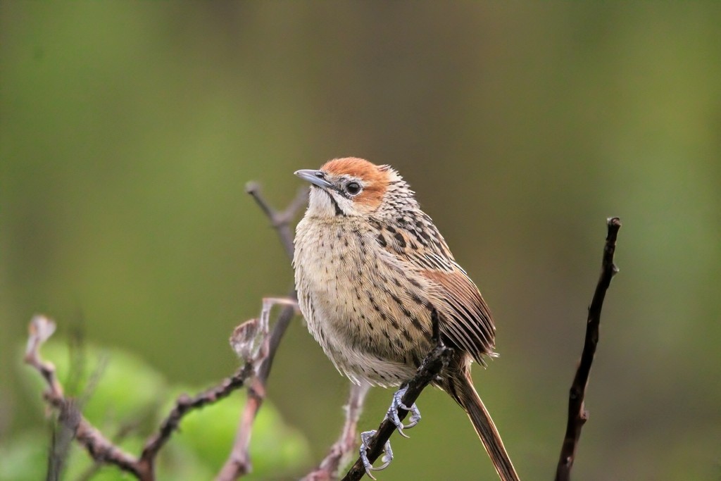 Yerbera de El Cabo - ML644737020