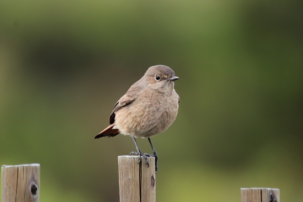 Colinegro Familiar - ML644737021