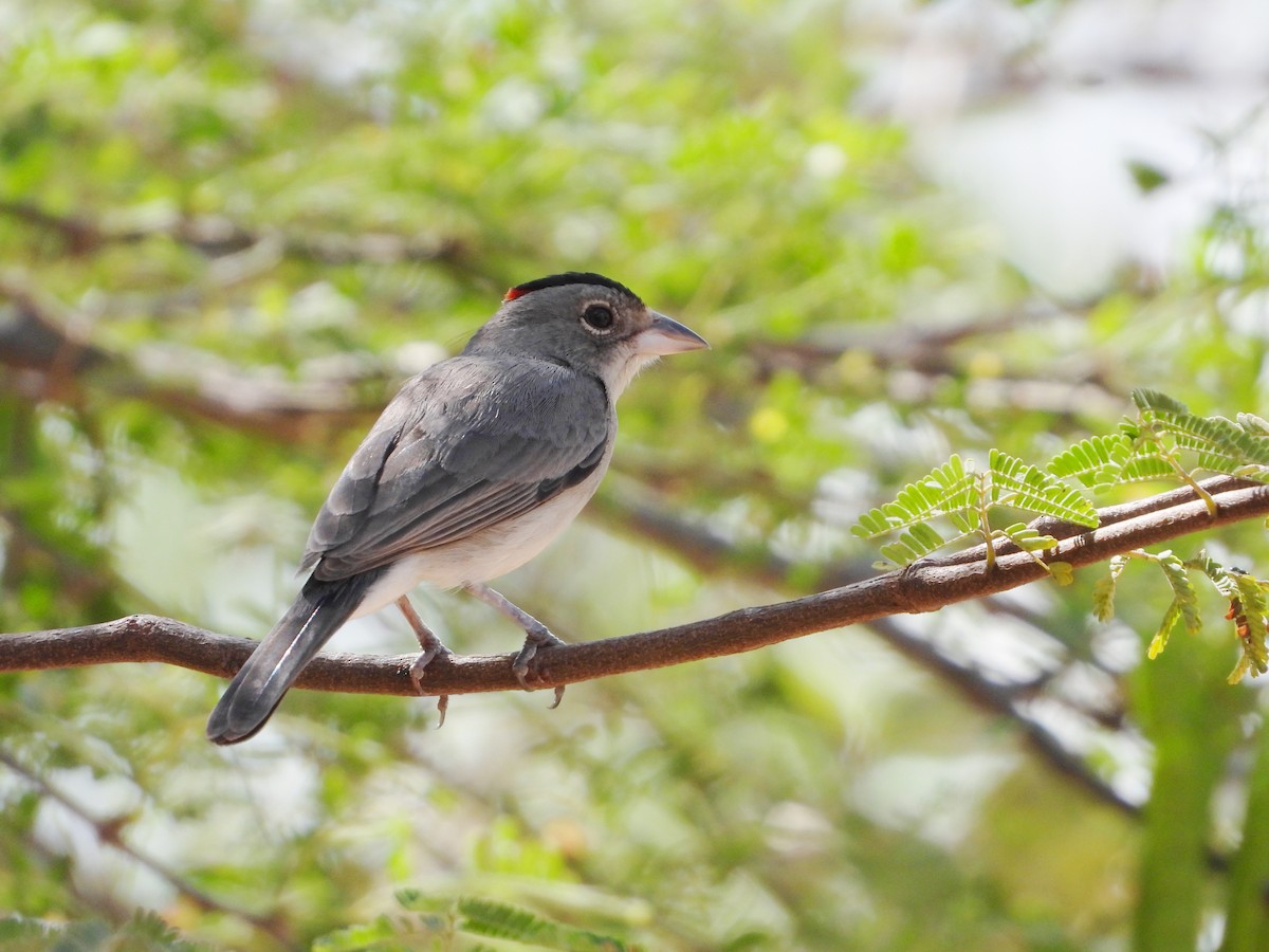 Soldadito Capirotado - ML644737022