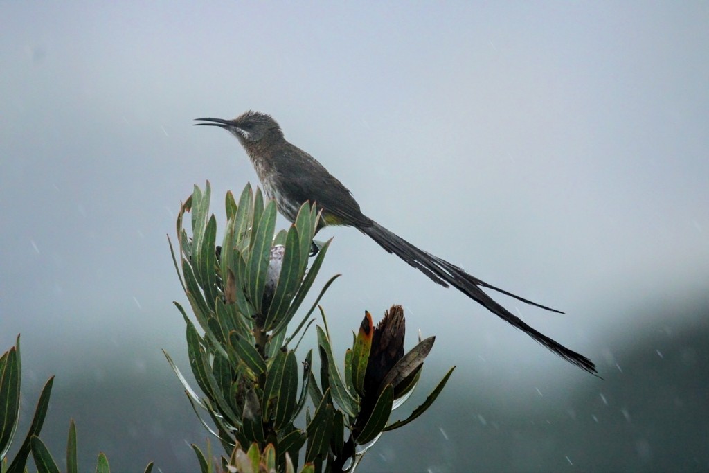 Mielero Abejaruco de El Cabo - ML644737023
