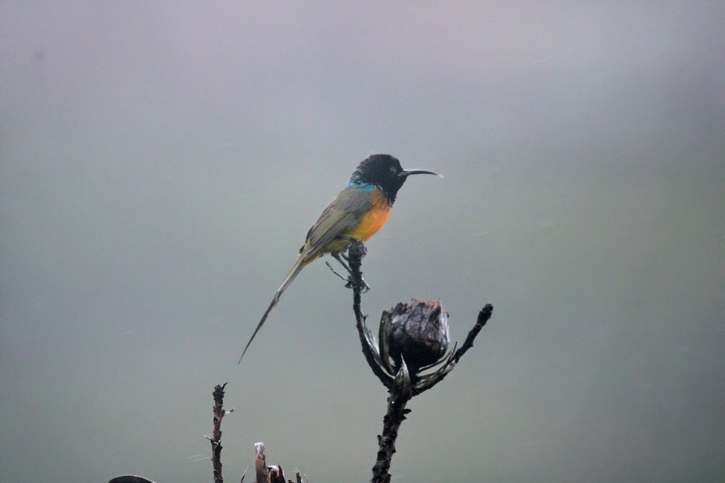 Suimanga Pechinaranja - ML644737024