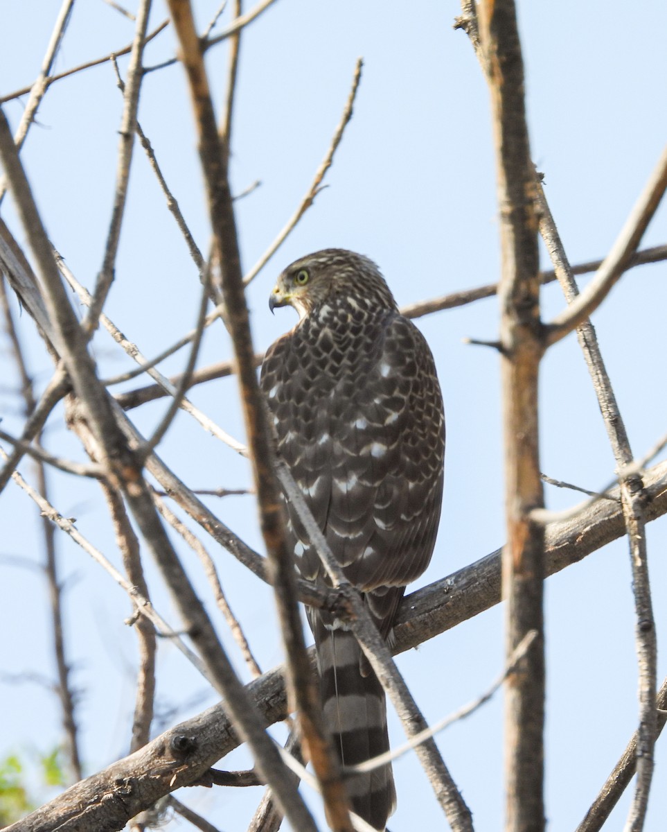 Gavilán de Cooper - ML644737025