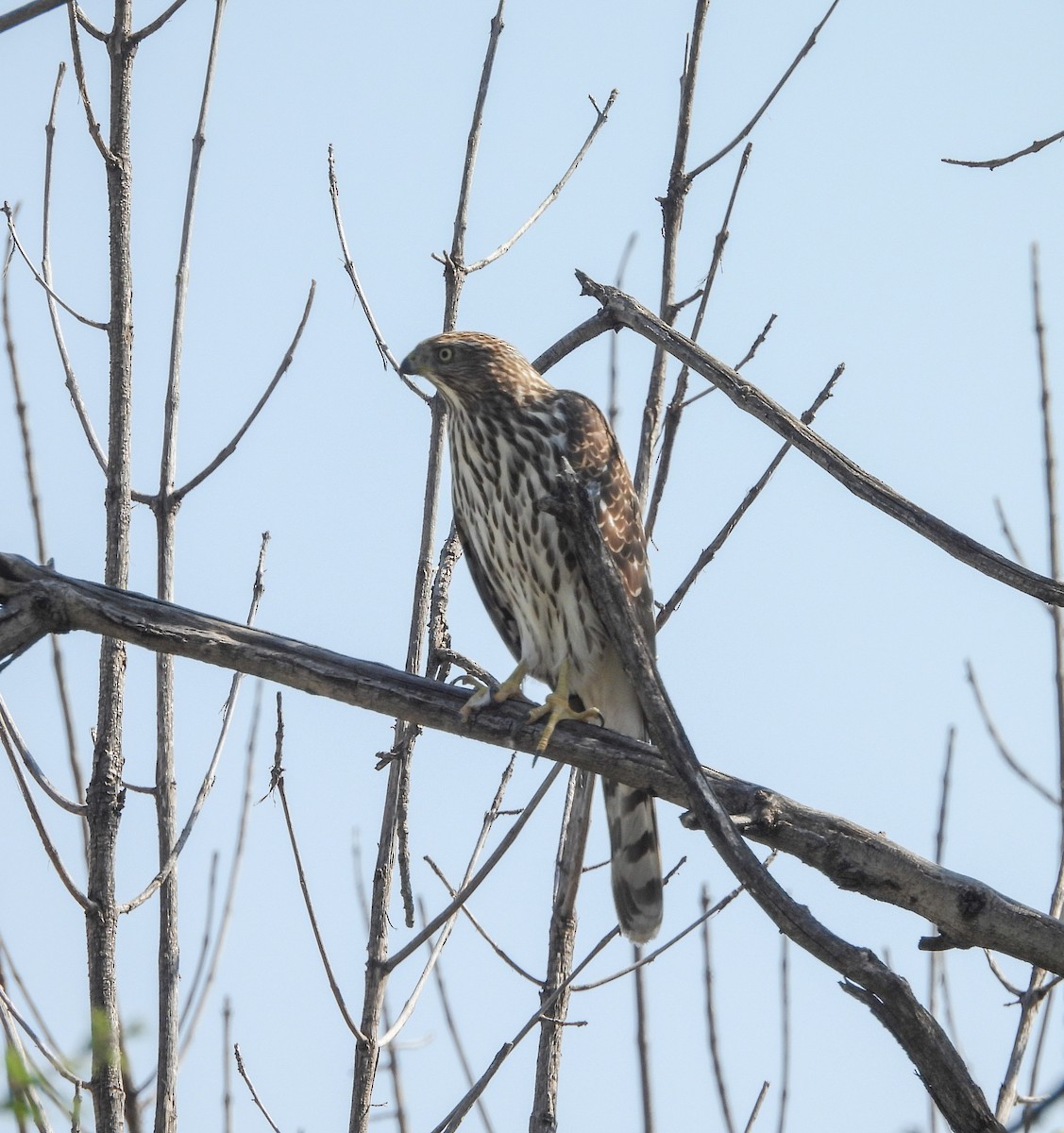 Gavilán de Cooper - ML644737026