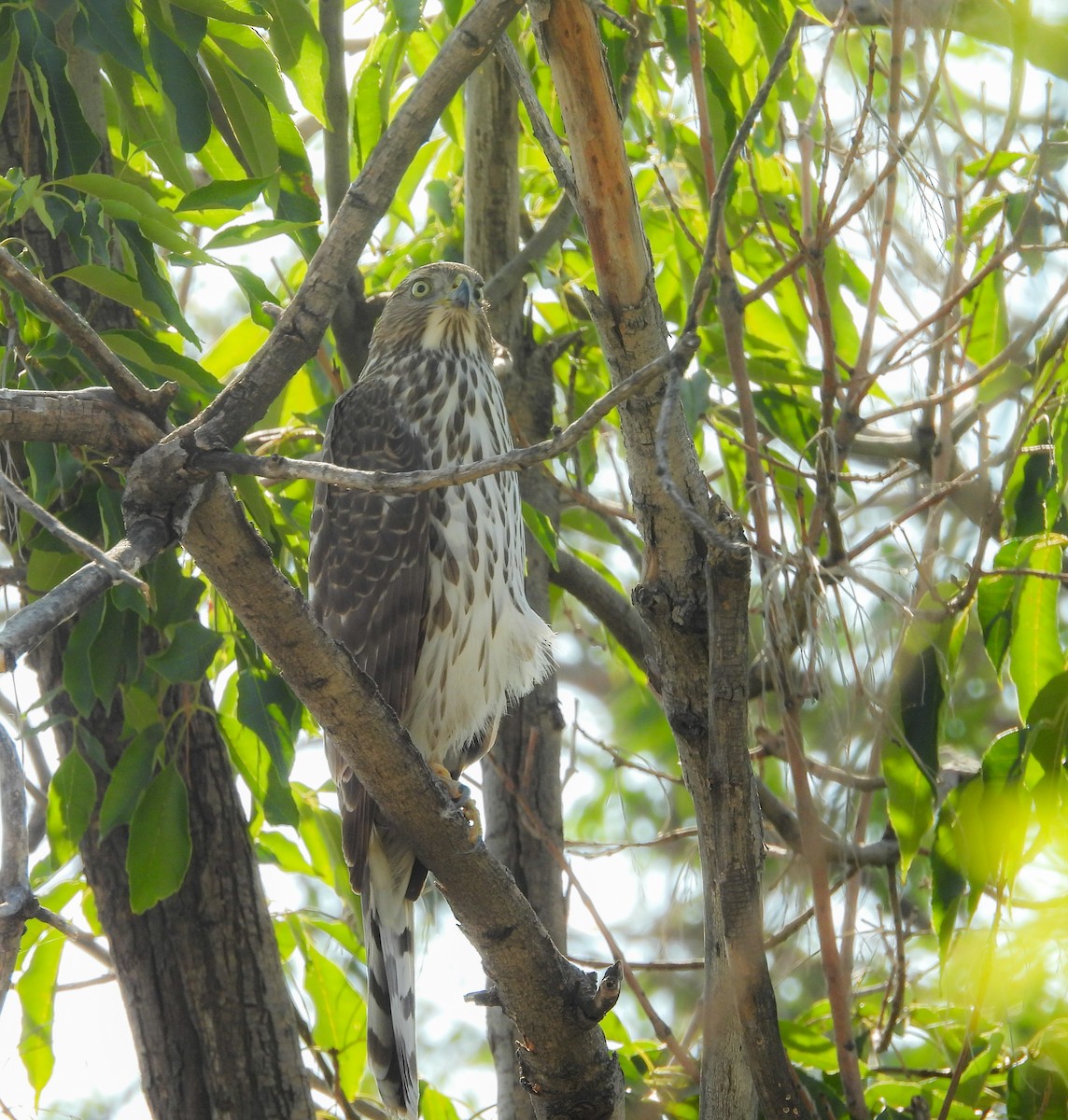 Gavilán de Cooper - ML644737027