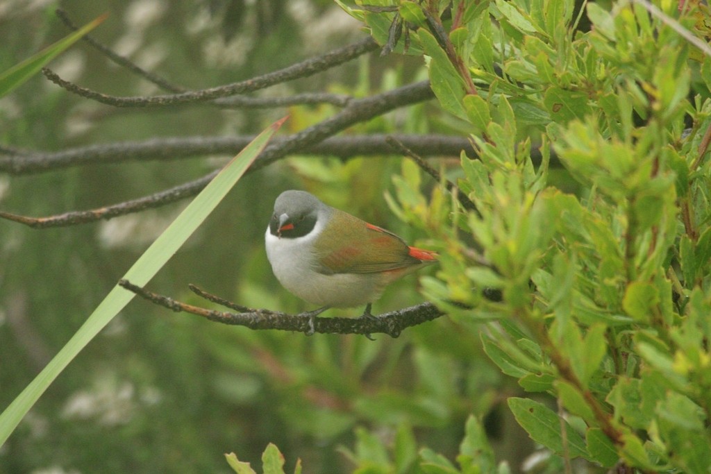Estrilda Ventrigualda Meridional - ML644737028