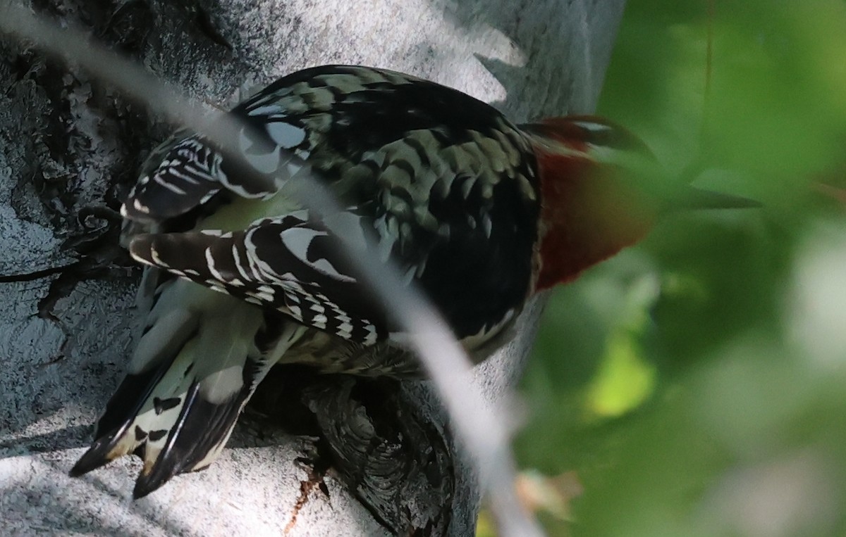 Chupasavia sp. - ML644737029