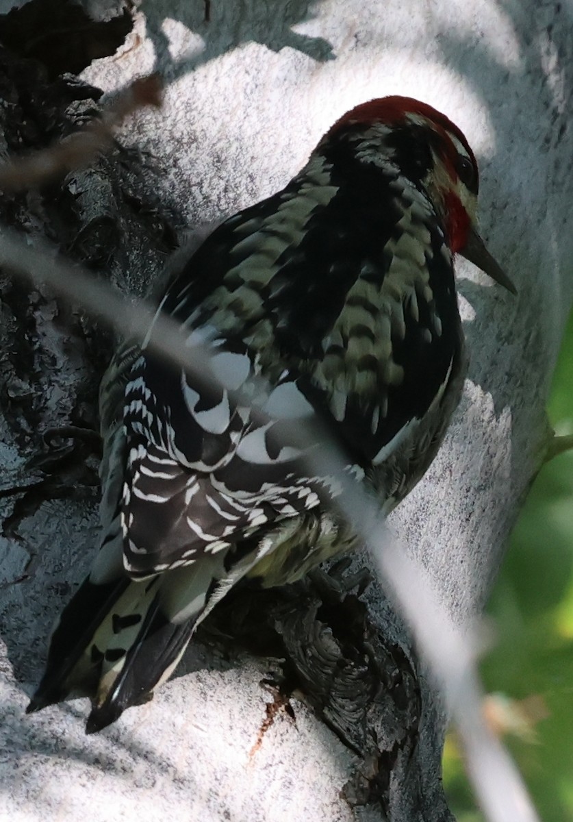 Chupasavia sp. - ML644737031