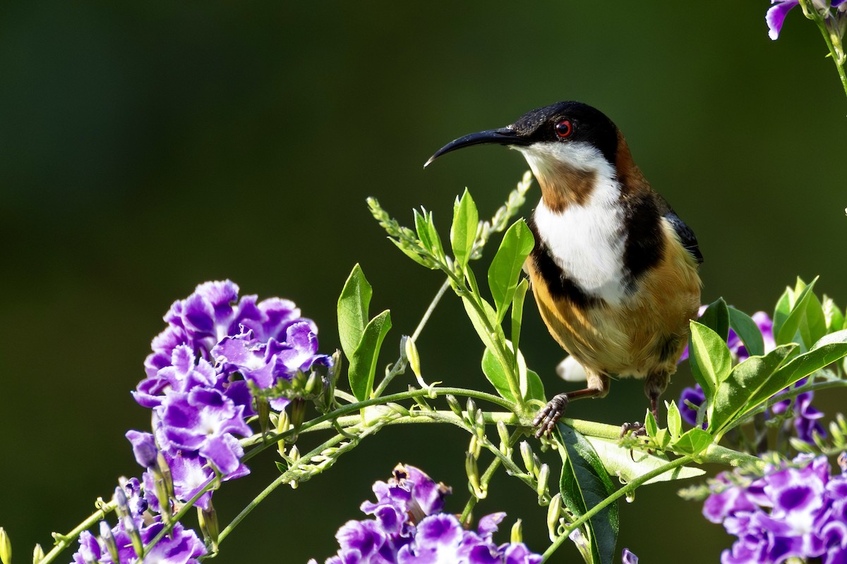 Picoespina Oriental - ML644737032