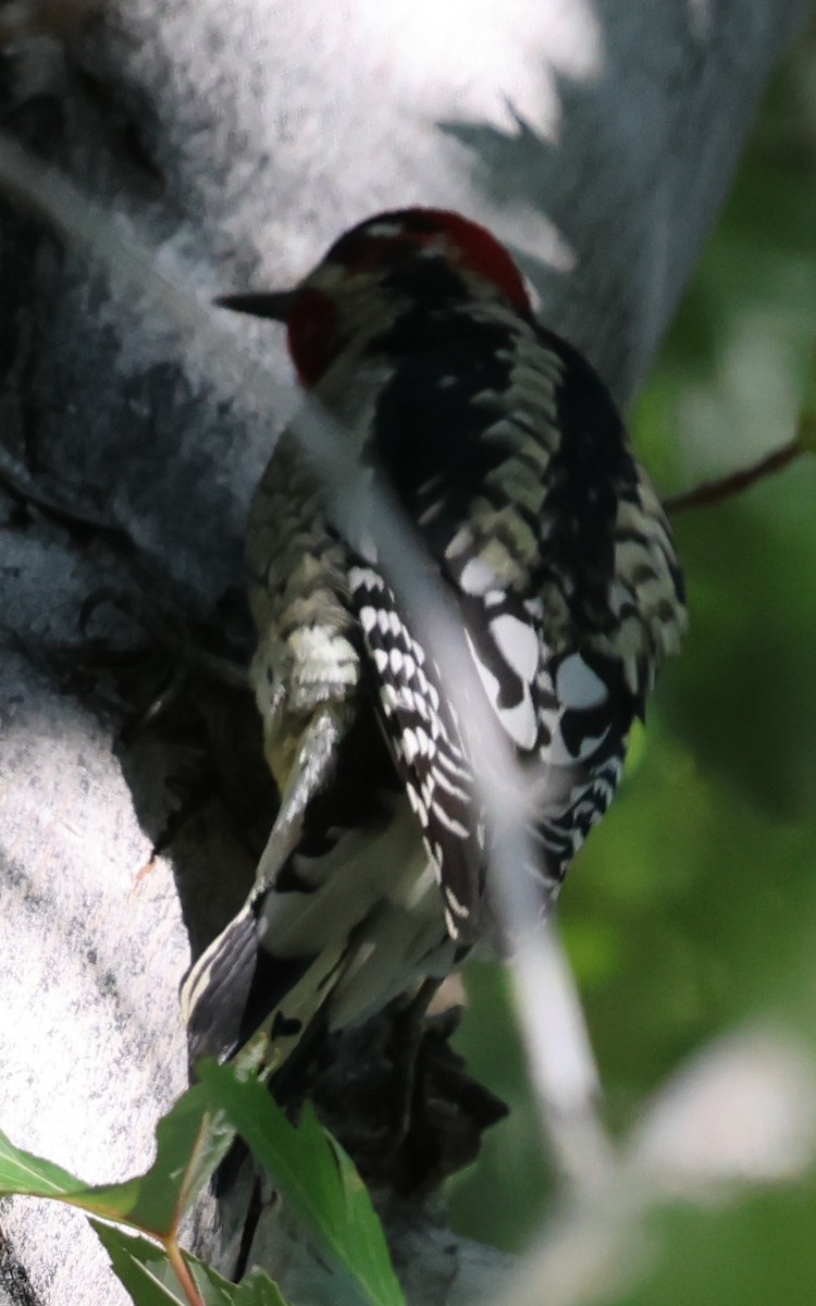 Chupasavia sp. - ML644737033