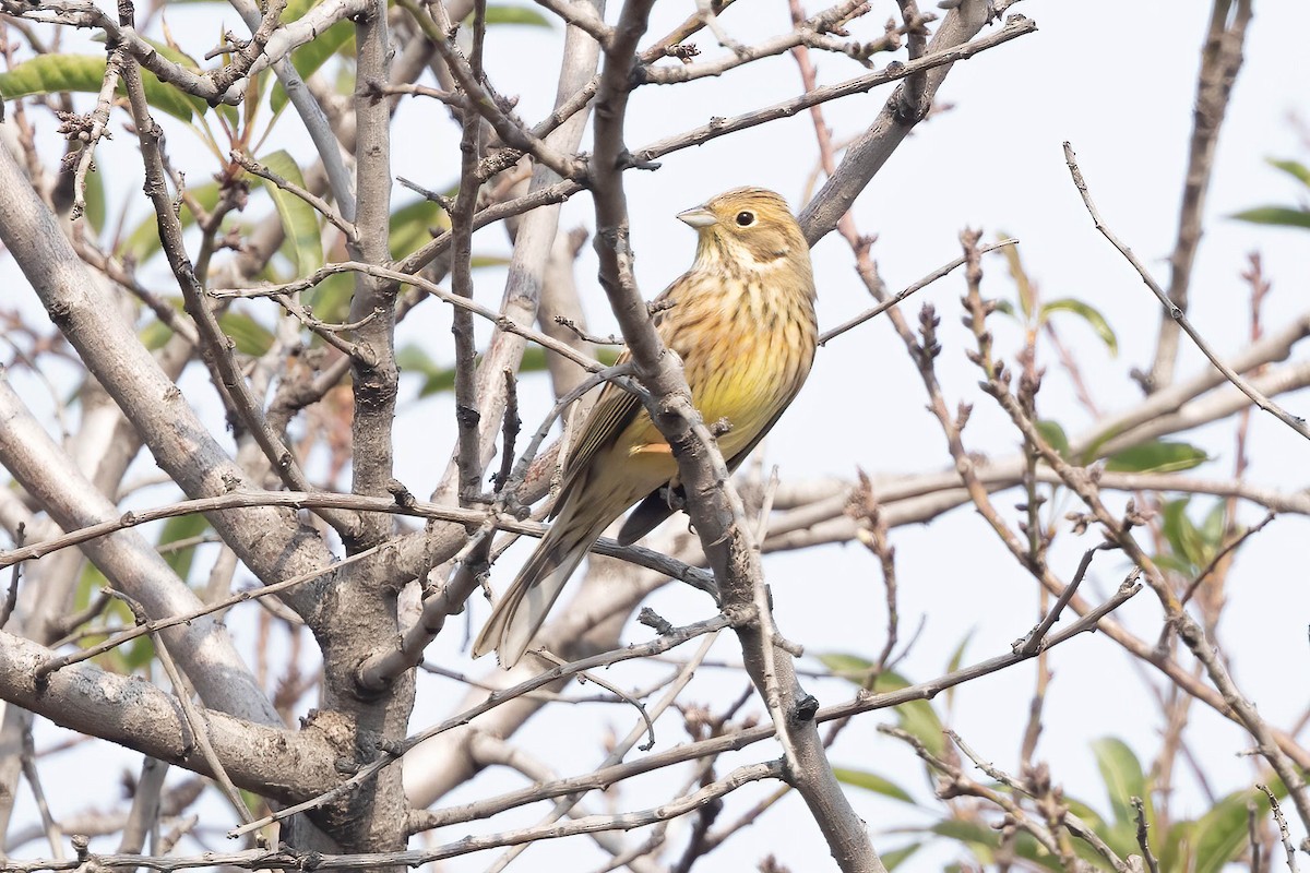 Escribano Cerillo - ML644737035