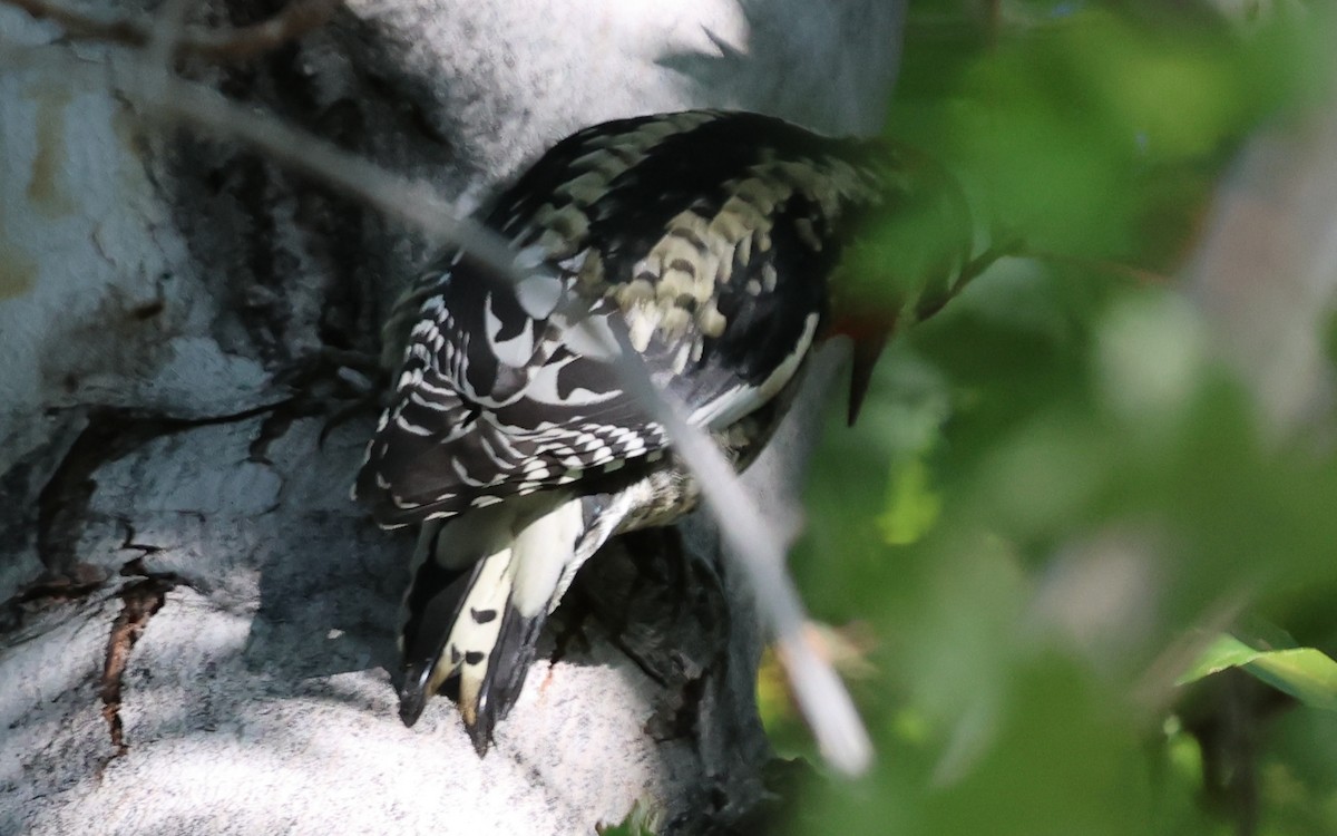 Chupasavia sp. - ML644737036