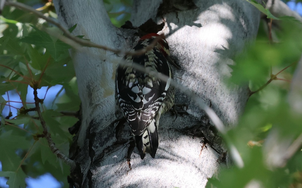 Chupasavia sp. - ML644737038