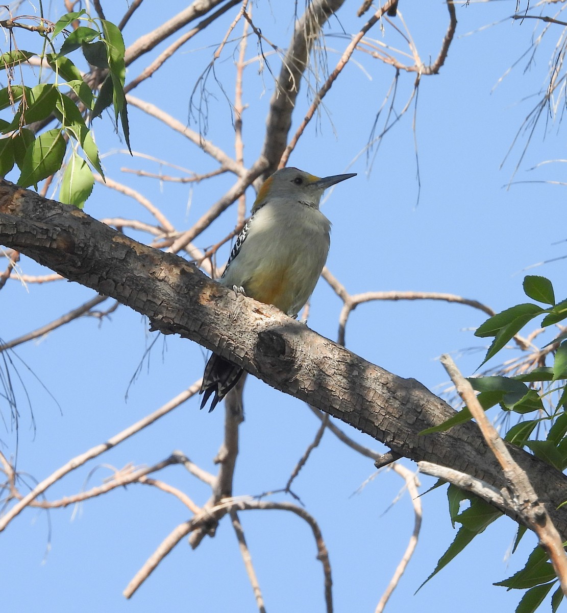 Carpintero Frentidorado - ML644737039