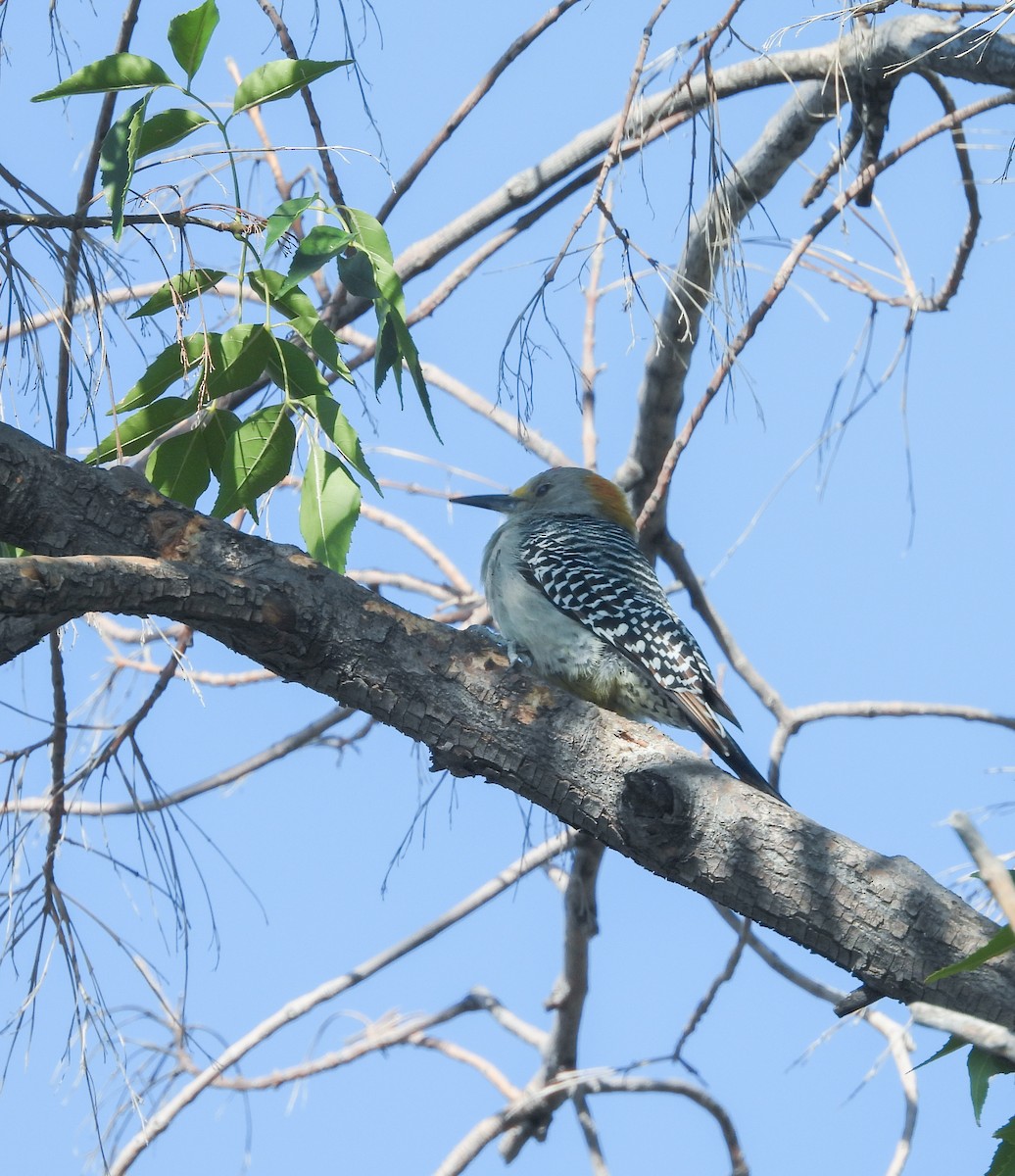 Carpintero Frentidorado - ML644737040