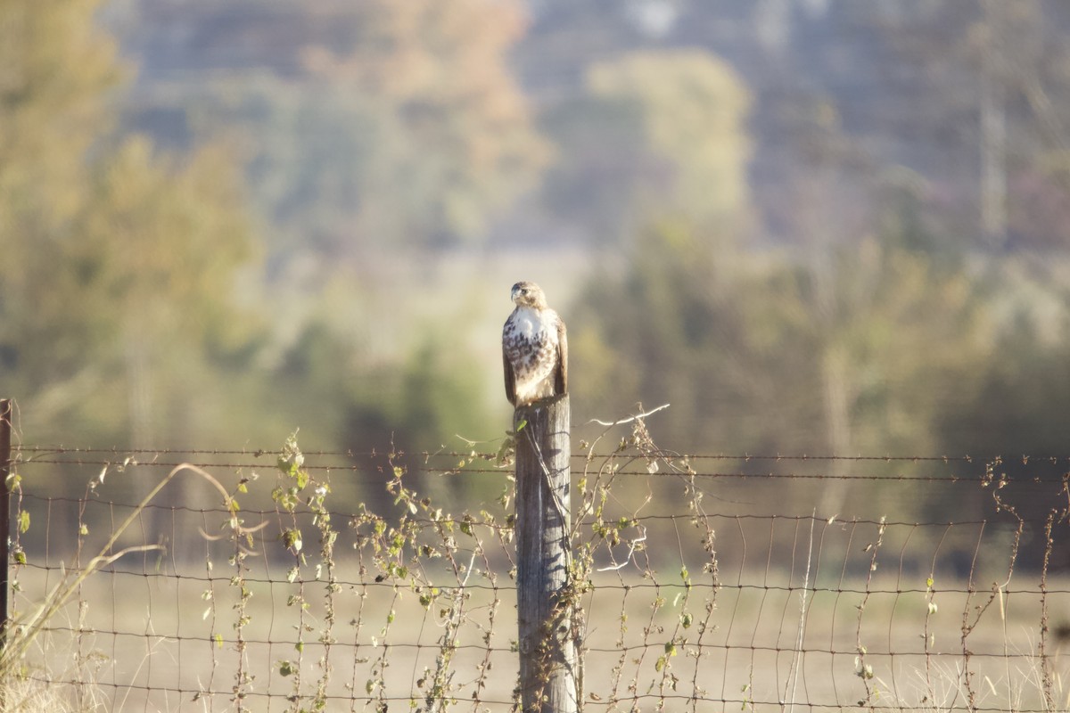 Busardo Colirrojo - ML644737042