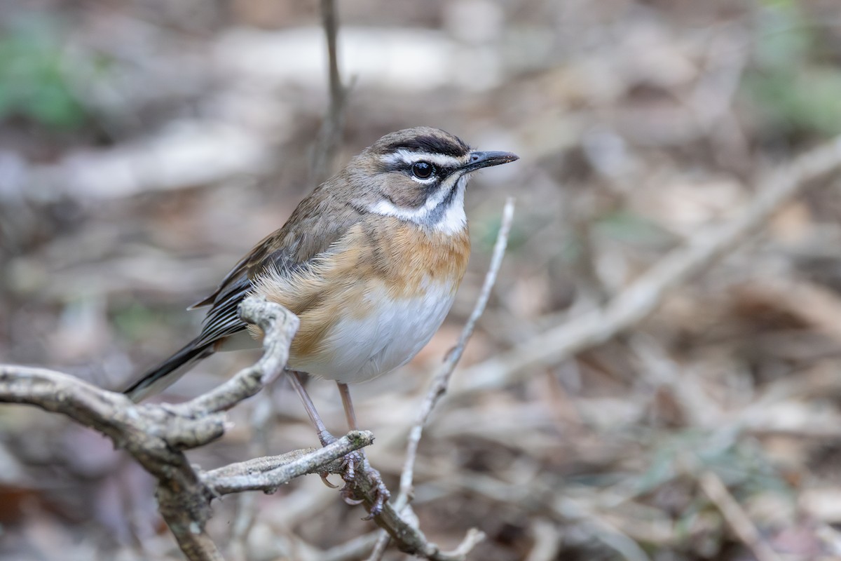 Alzacola Bigotudo - ML644737043