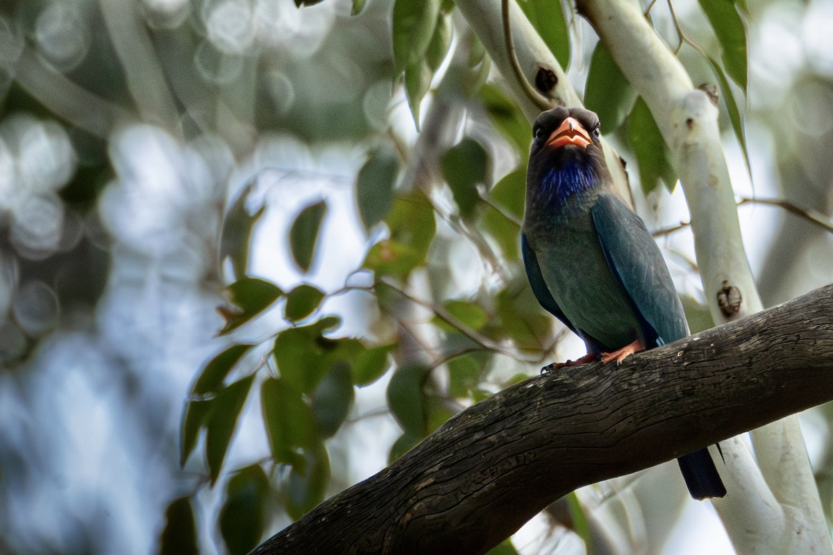 Carraca Oriental - ML644737044