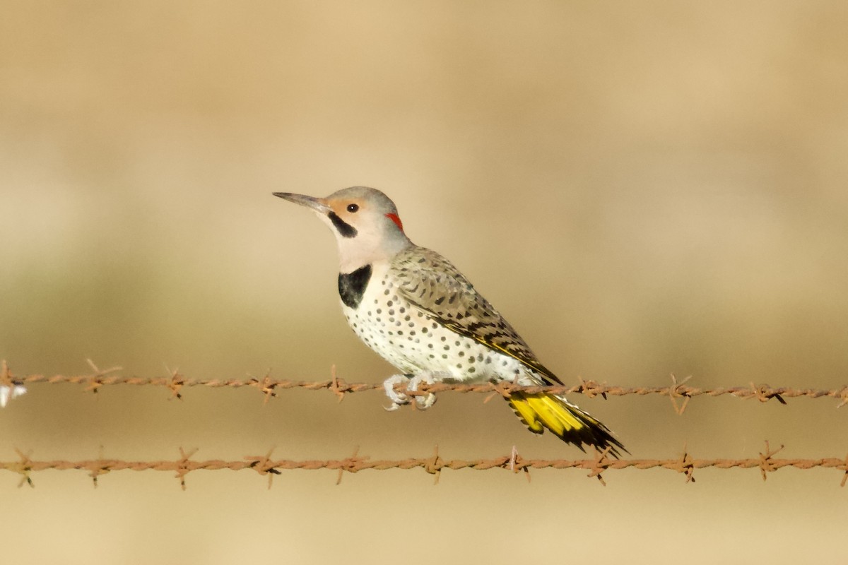 Carpintero Escapulario - ML644737046