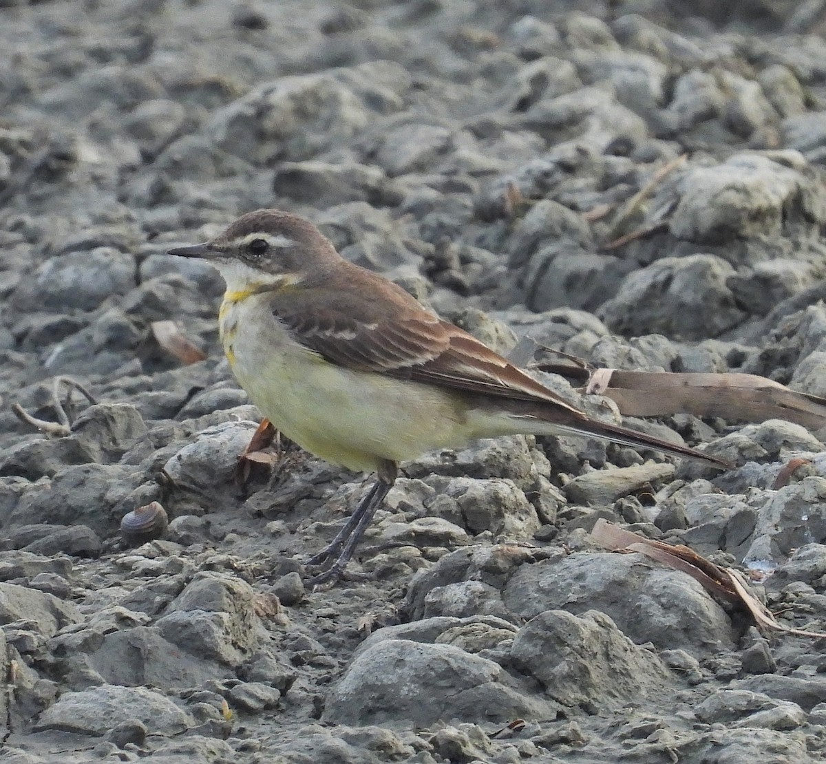 Lavandera de Chukotka - ML644737047