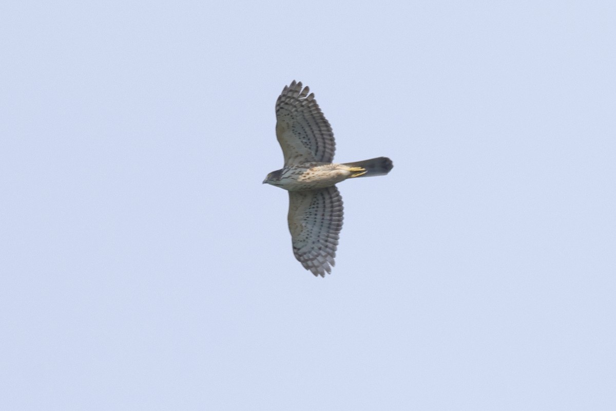 Gavilán Besra - ML644737048