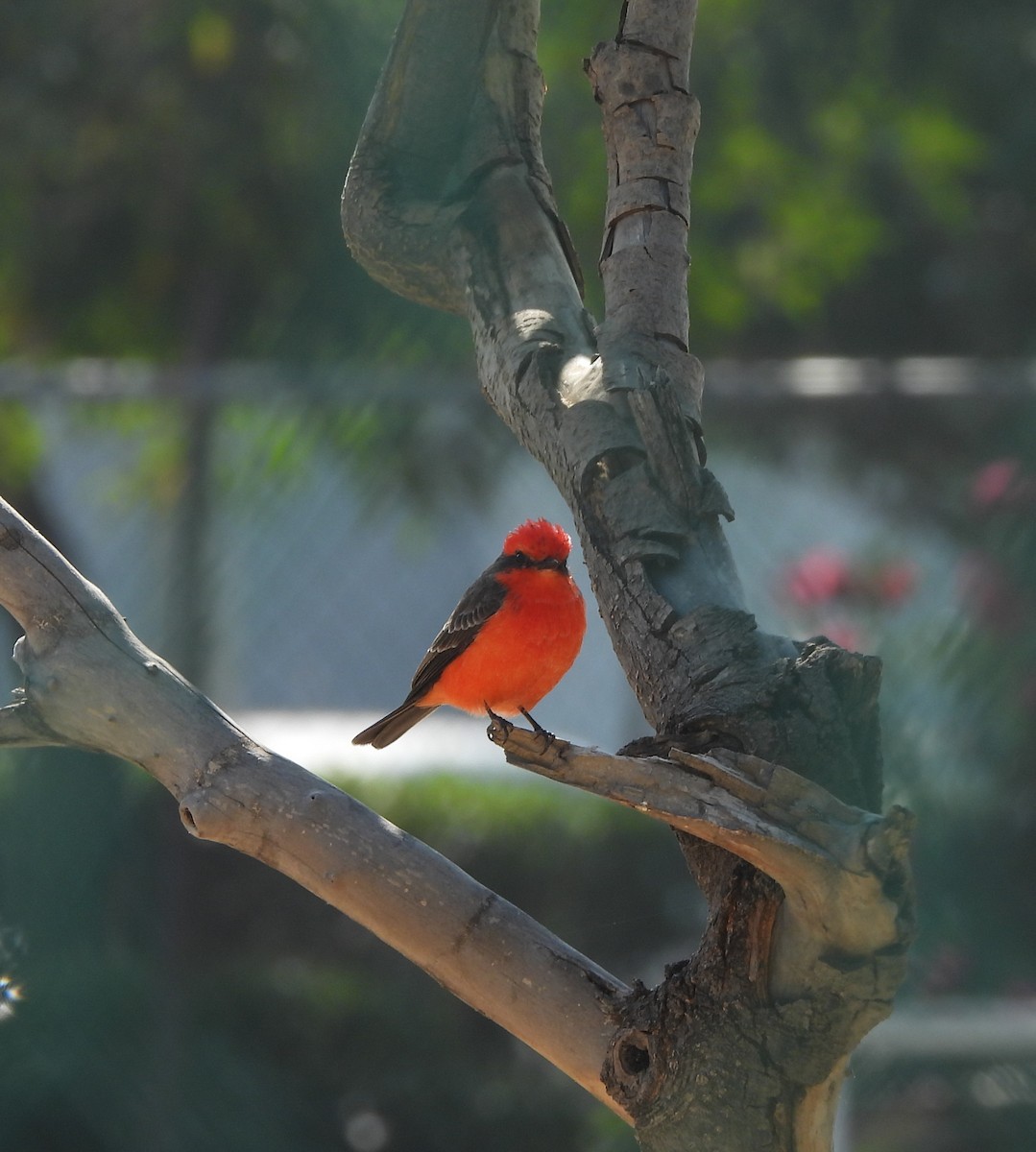 Mosquero Cardenal - ML644737049