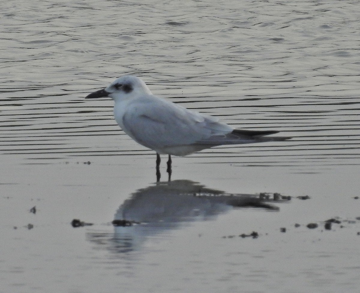 Pagaza Piconegra - ML644737051