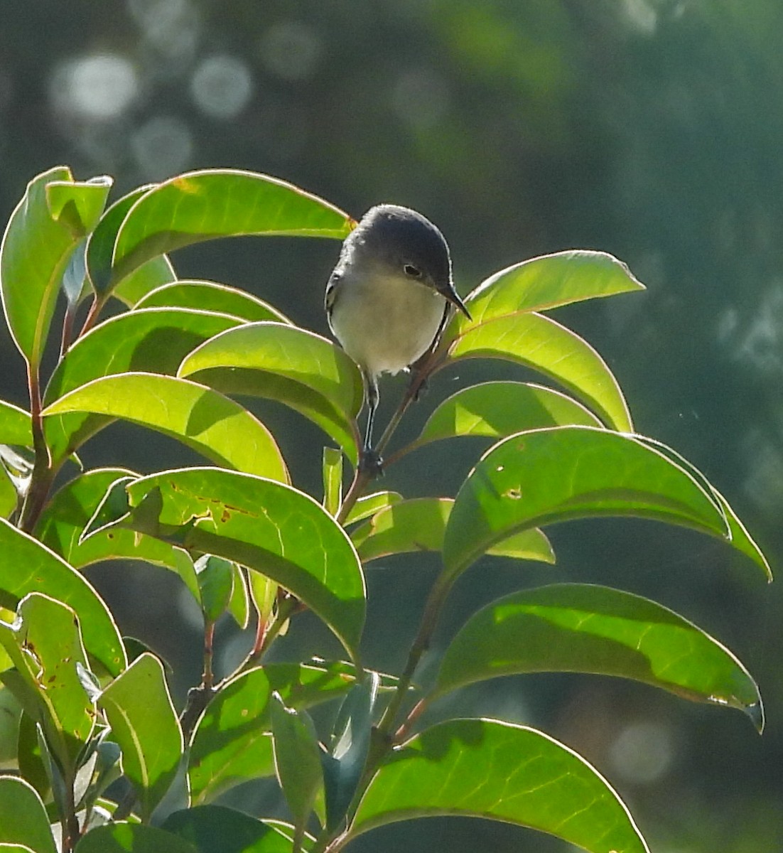 Голубая комароловка - ML644737058