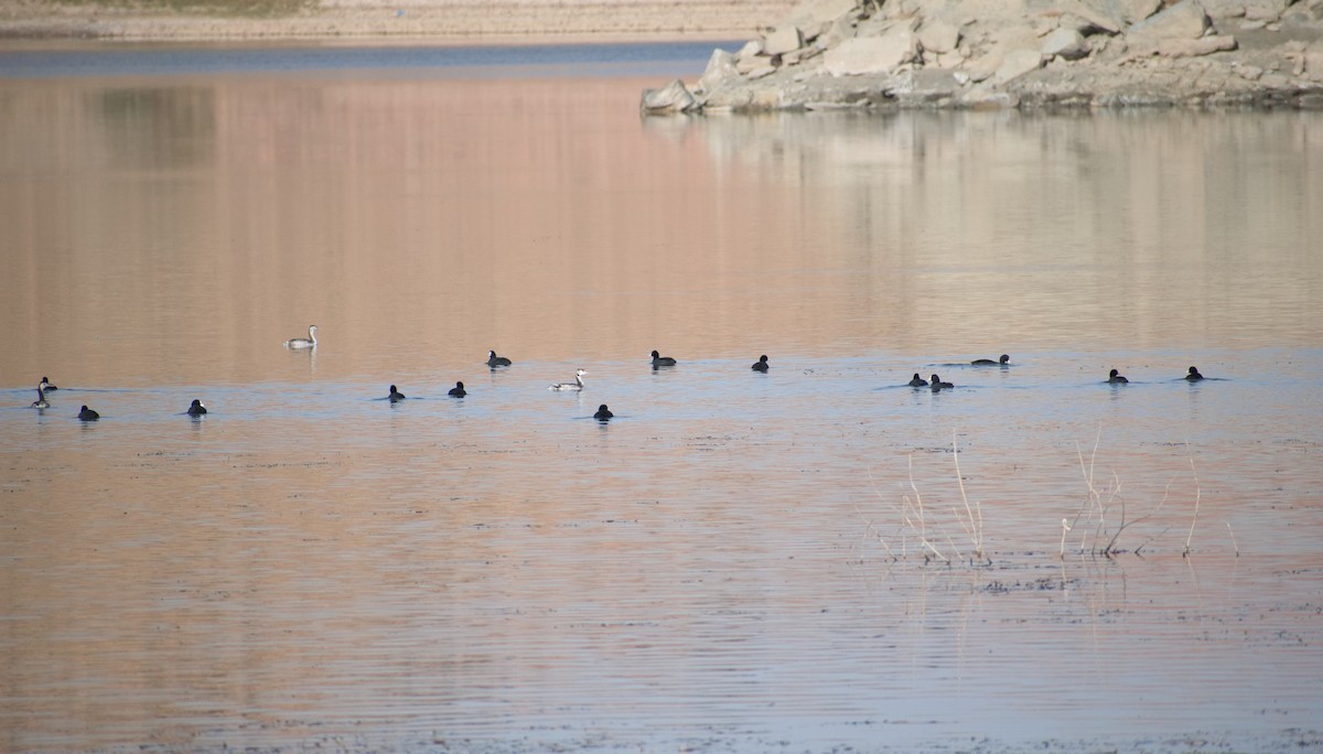 Eurasian Coot - ML644737070