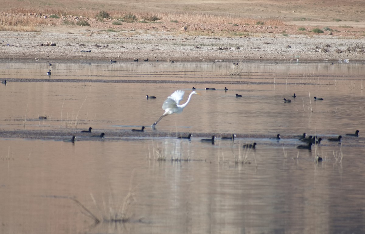 Great Egret - ML644737073