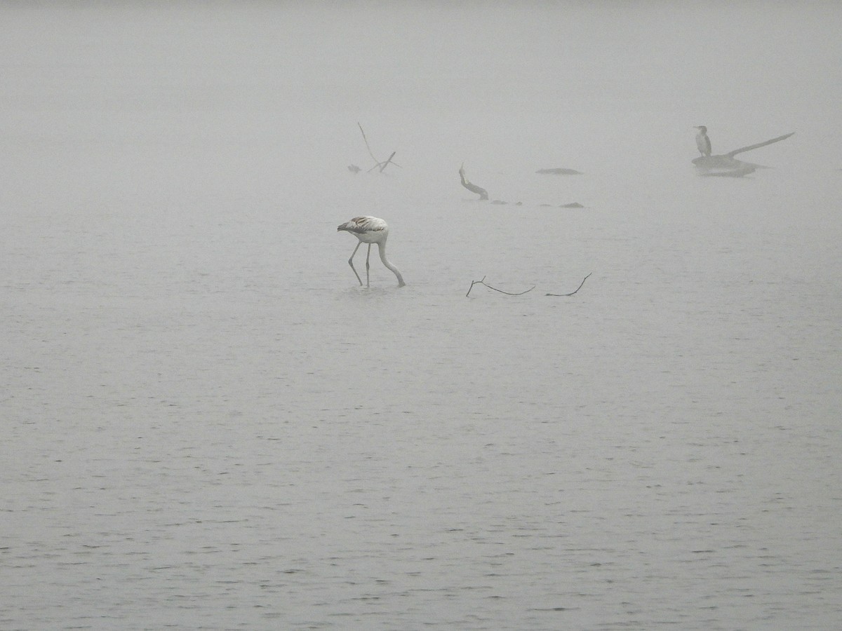 plameňák růžový - ML644737100