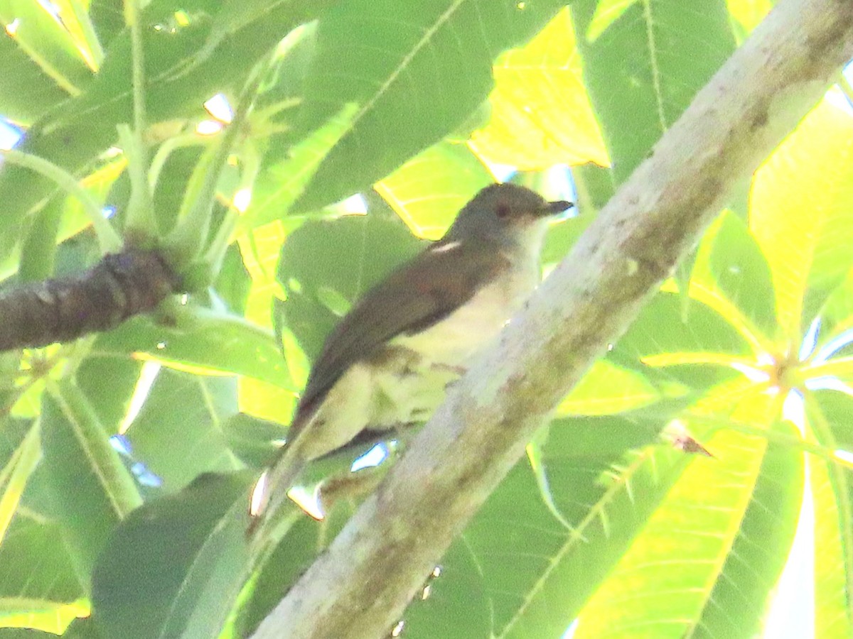 Spectacled Bulbul - ML644737101