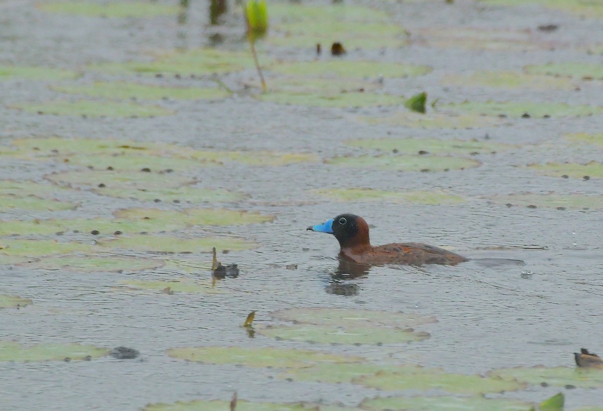 Érismature routoutou - ML644737104