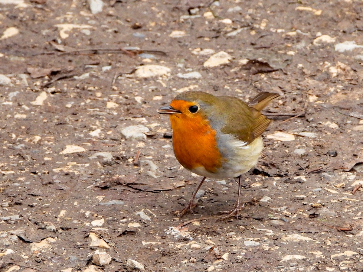 červenka obecná - ML644737105