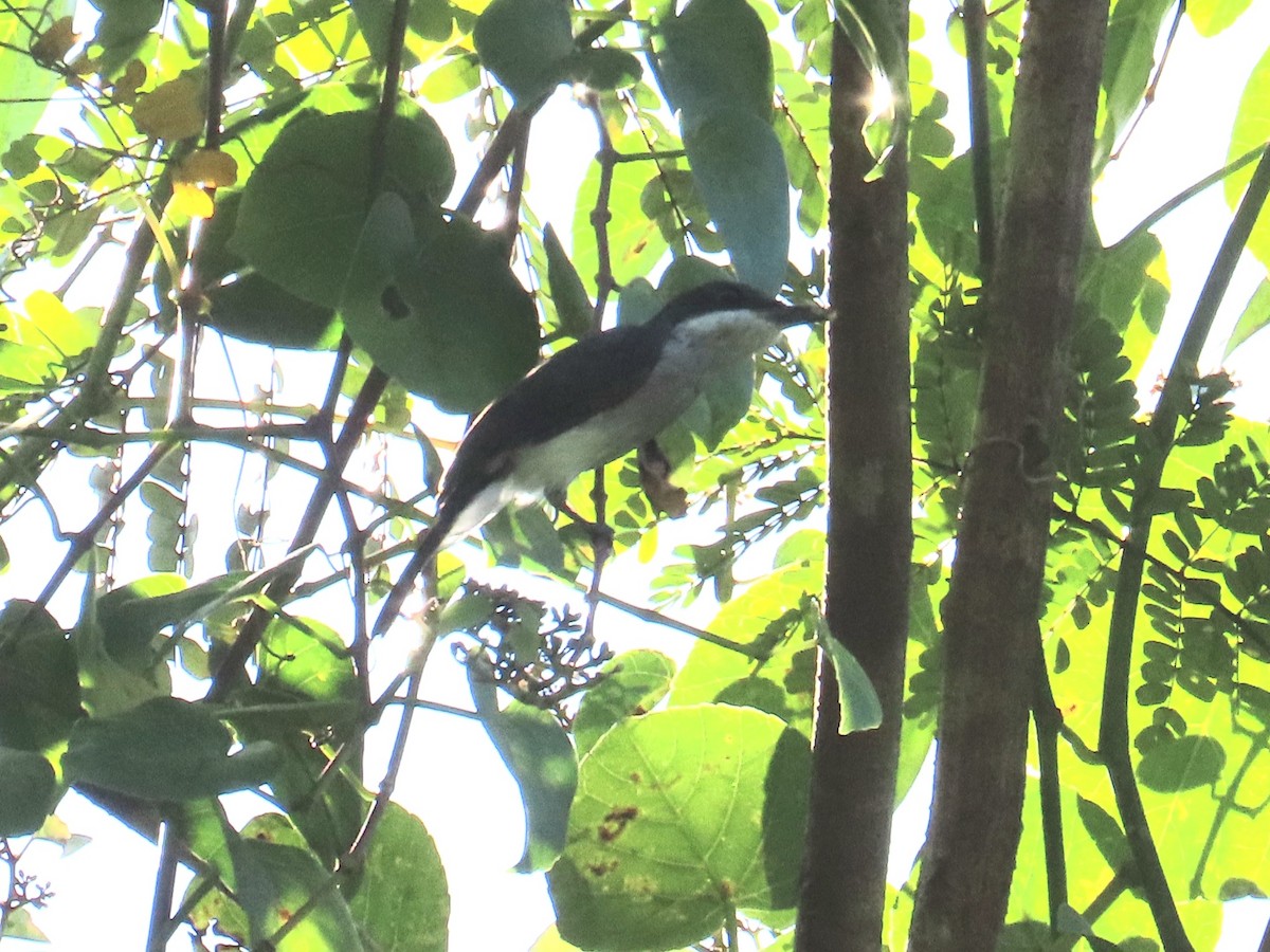 Black-winged Flycatcher-shrike - ML644737110