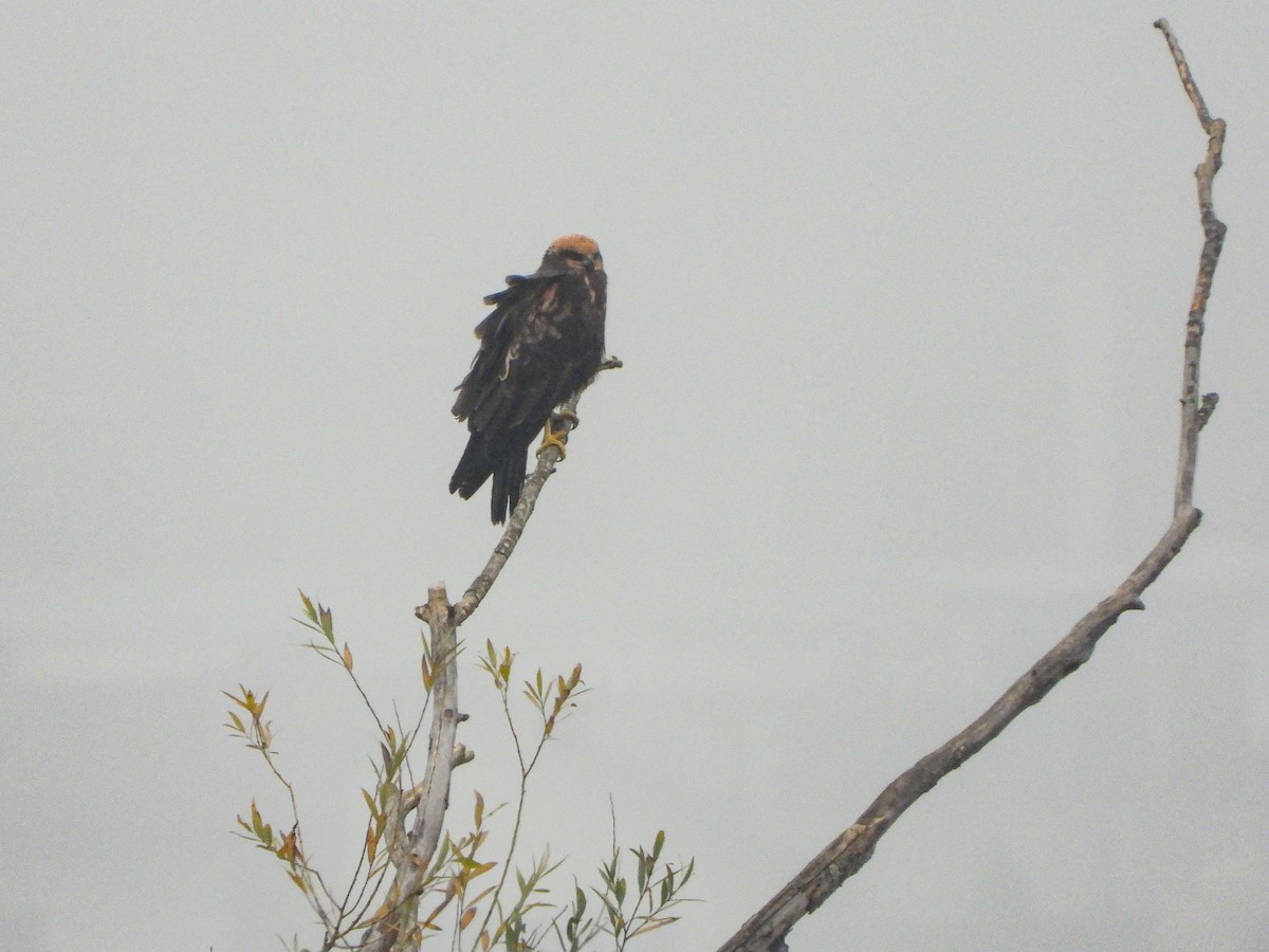 moták pochop - ML644737111