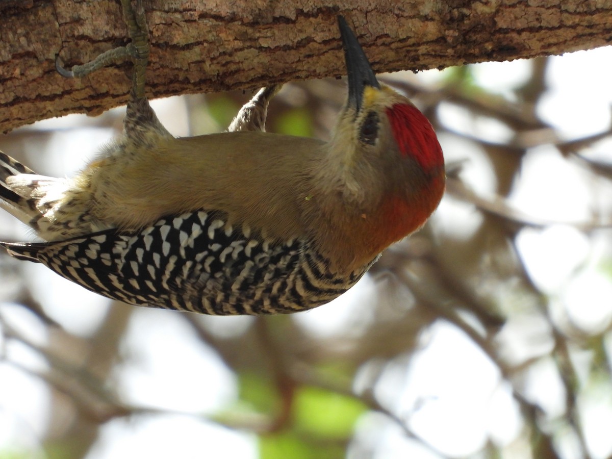 Red-crowned Woodpecker - ML644737119