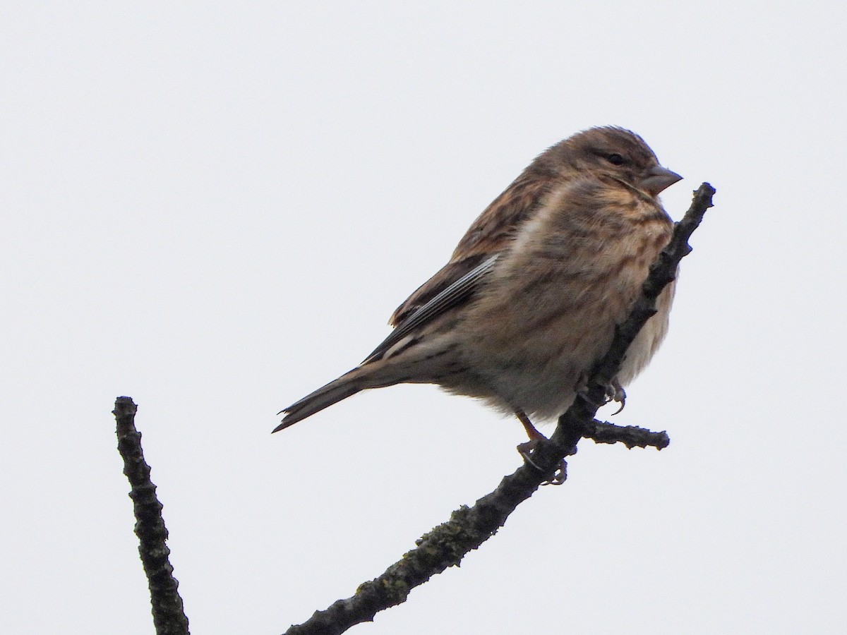 konopka obecná - ML644737122