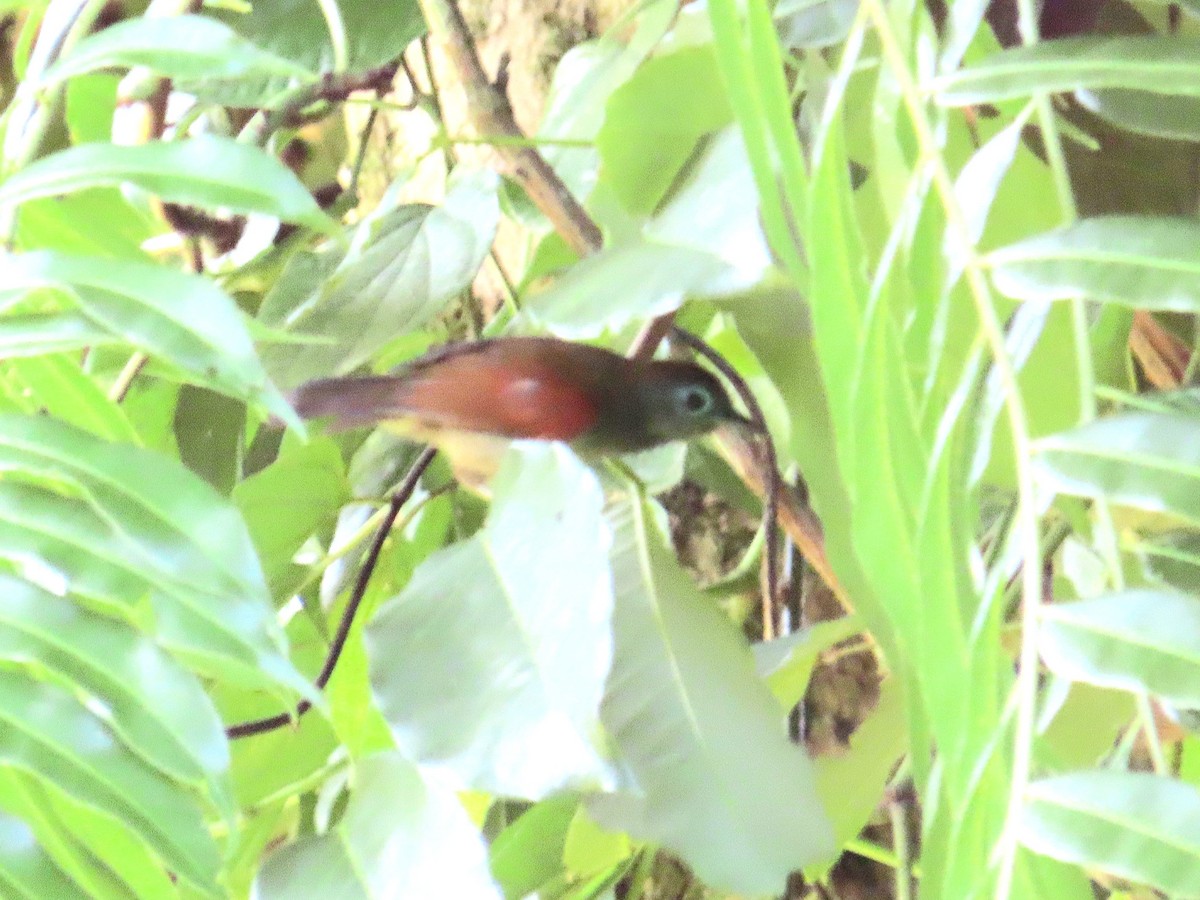 Timalí Alirrojo - ML644737123