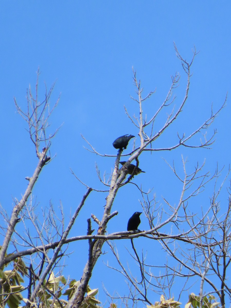Asian Glossy Starling - ML644737130