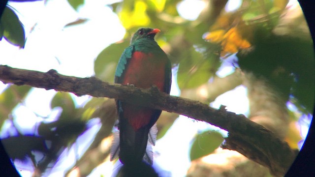 Pavonine Quetzal - ML644737132