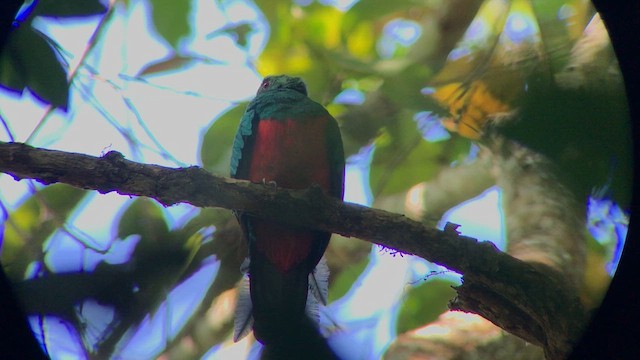 Pavonine Quetzal - ML644737134