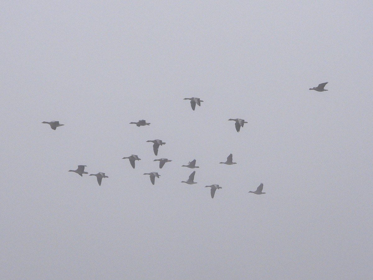 husa velká - ML644737136