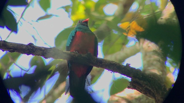 Pavonine Quetzal - ML644737137