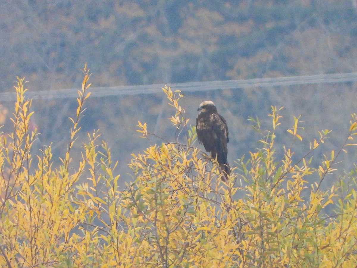 moták pochop - ML644737142