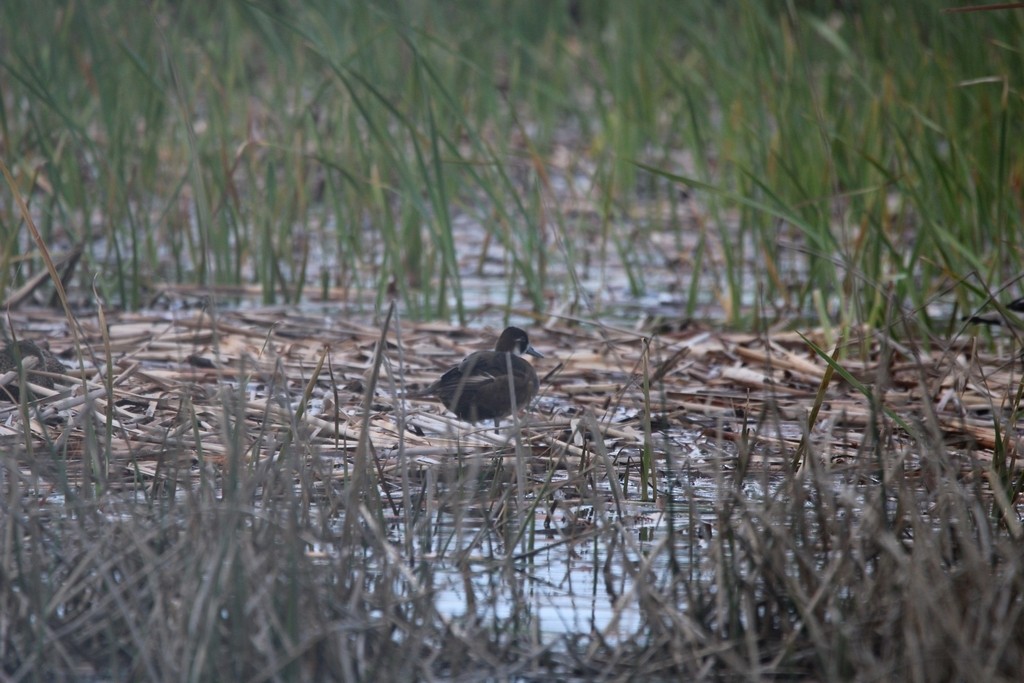 Southern Pochard - ML644737144