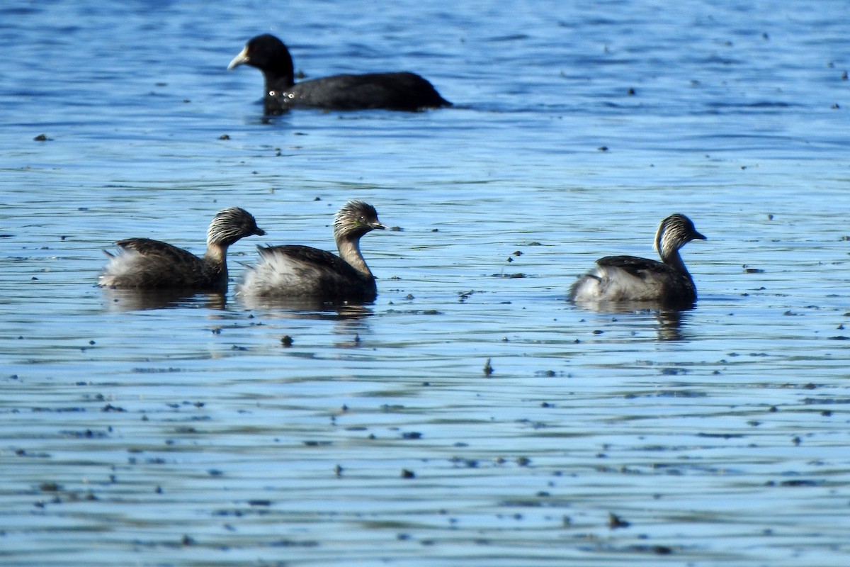 シラガカイツブリ - ML644737145