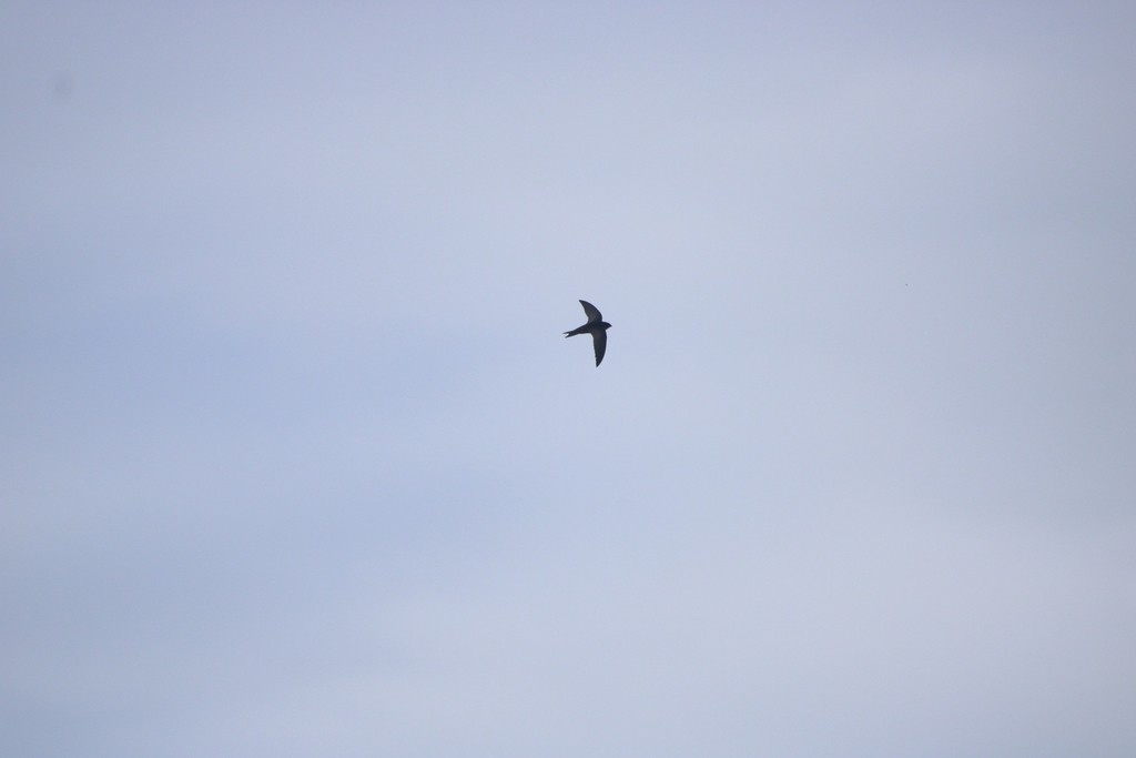 סיס אפריקני - ML644737148