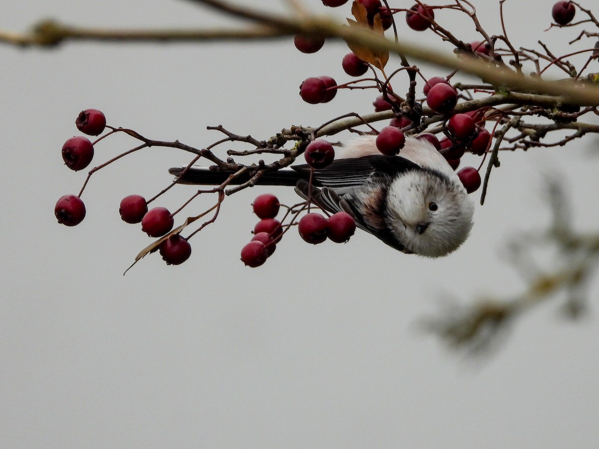 mlynařík dlouhoocasý [skupina europaeus] - ML644737149
